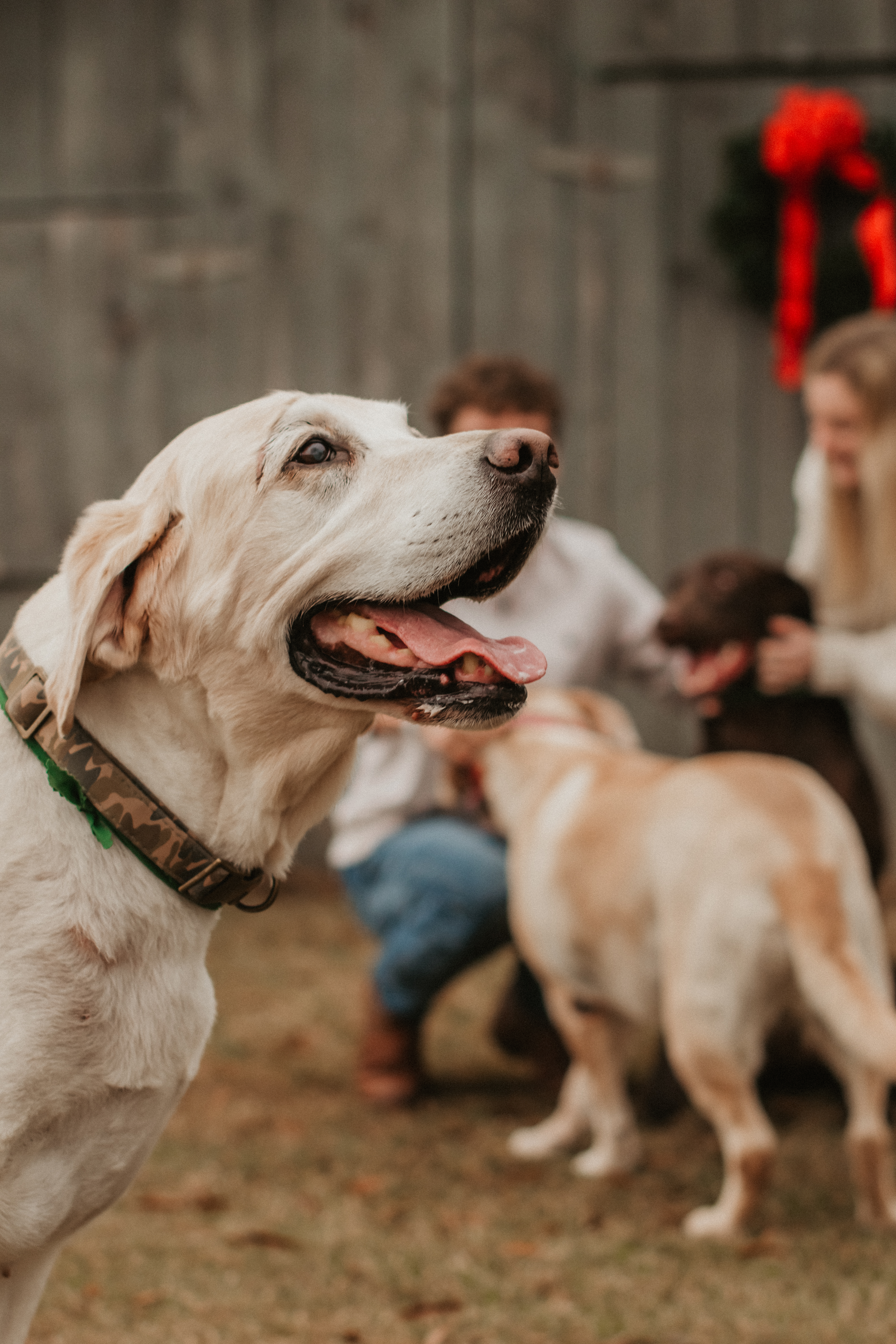 a close-up shot of a white dog with his family in the background